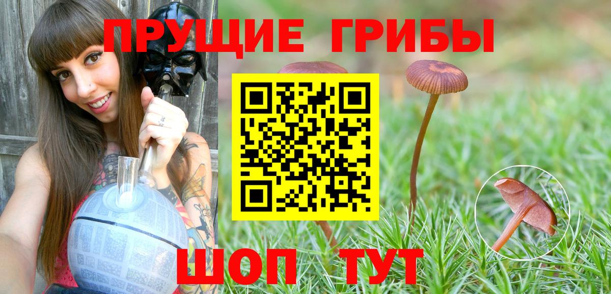 Псилоцибиновые грибы мицелий Кунгур